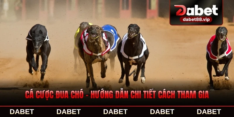 Cá Cược Đua Chó - Hướng Dẫn Chi Tiết Cách Tham Gia