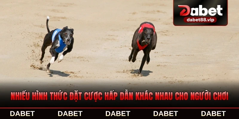 Nhiều hình thức đặt cược hấp dẫn khác nhau cho người chơi
