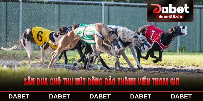 Sân đua chó thu hút đông đảo thành viên tham gia
